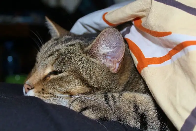 Why Your Cat’s Purr Is Literally Healing You—The Frequency That Repairs Bones