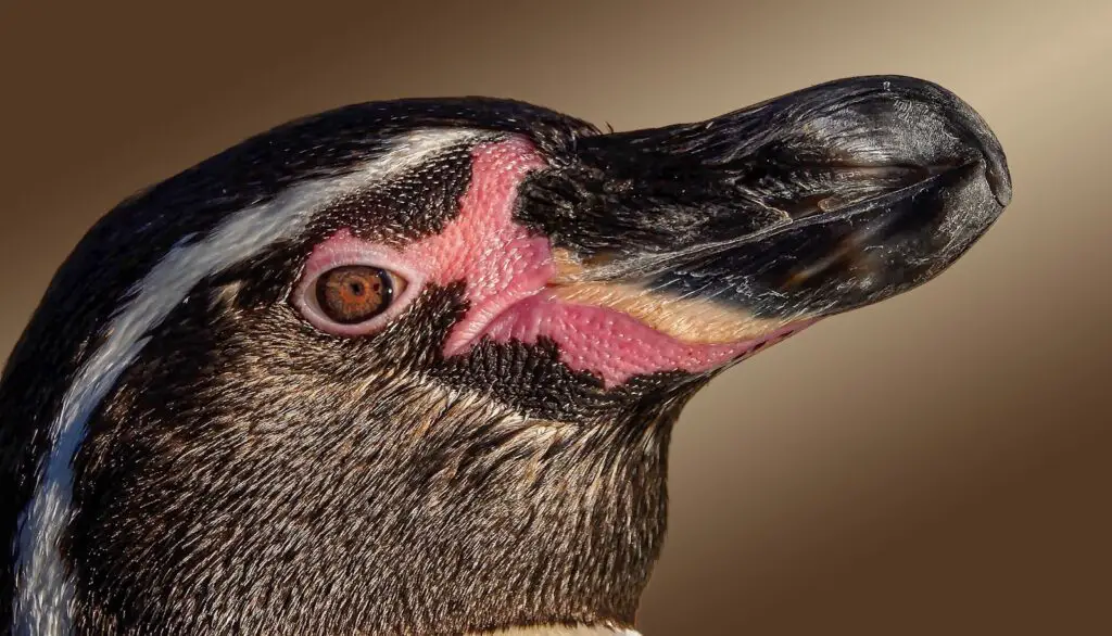 I Followed Migrating Birds for 3 Years: 24 Mind-Blowing Navigation Secrets They Use