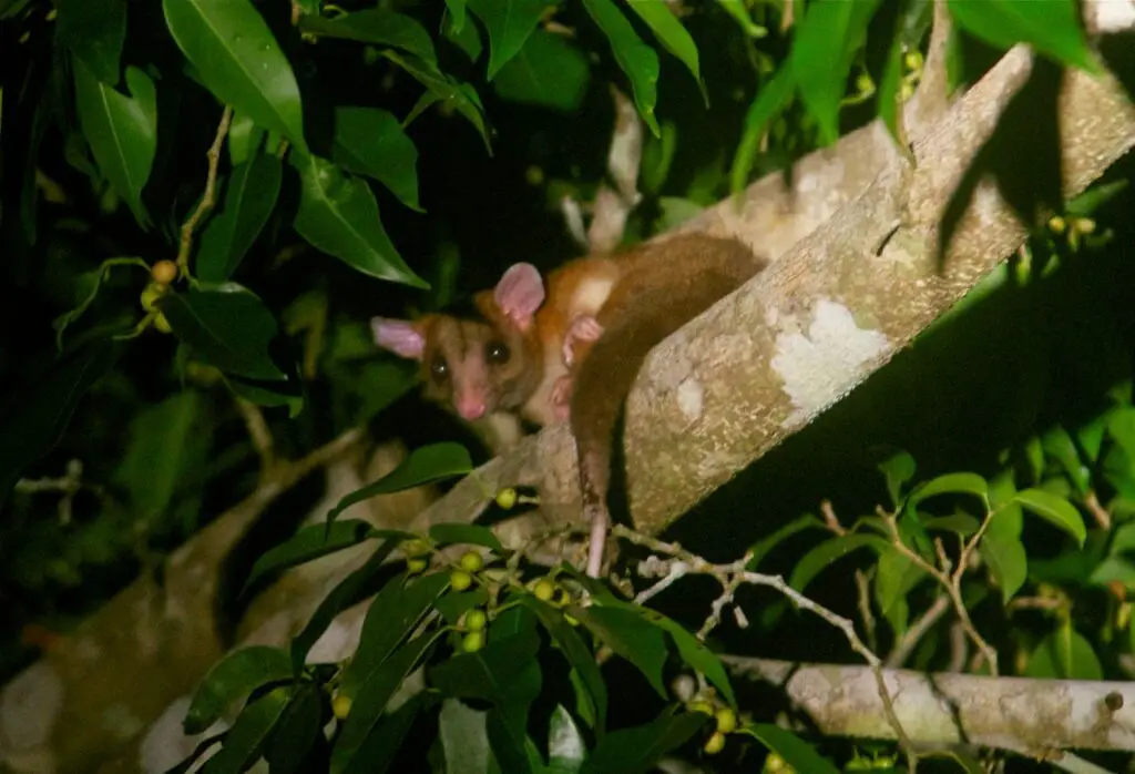 27 New Species Found in Peru’s ‘Human-Dominated’ Rainforest