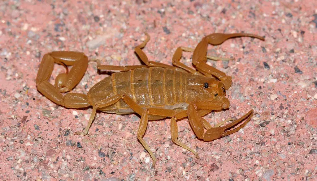 Don’t Touch These: 15 Poisonous Animals Found in Your Backyards
