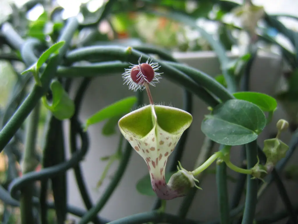 The Shapeshifters: Plants That Become Invisible to Survive