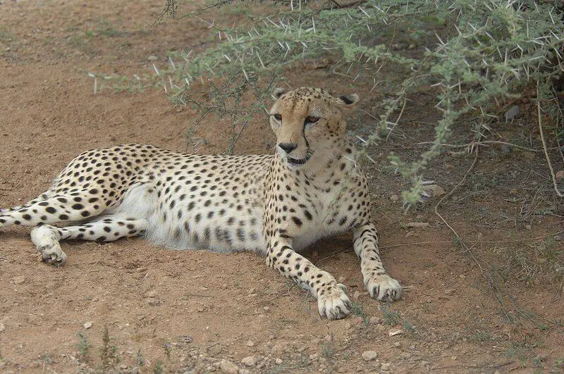 15 Imminent Threats to Biodiversity That Researchers Are Actively Addressing