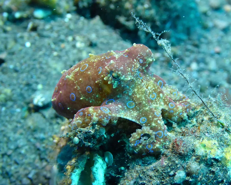 How Octopuses Became the Ocean’s Smartest Invertebrates — 25 Problem-Solving Abilities