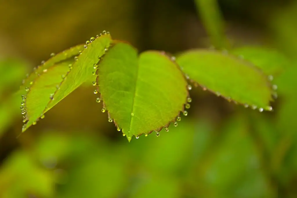 The Plant That Can Literally Eat Metal (And It’s Growing in Your Backyard)