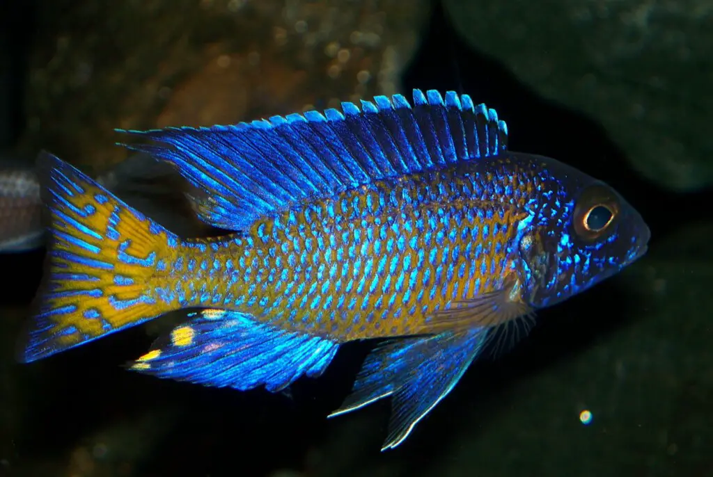 How 600 Fish Species Evolved in the Blink of an Eye