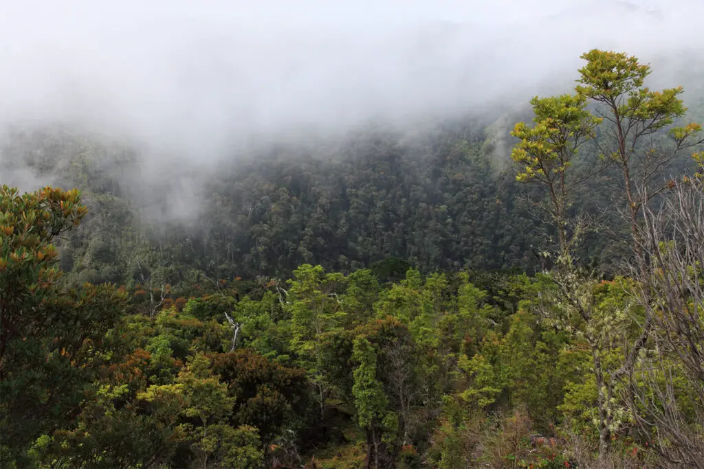 Carbon-Neutral Adventures: How Costa Rica’s Eco-Lodges Are Redefining Responsible Travel