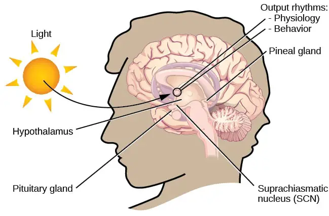 Morning Light Therapy: As Effective as Antidepressants for Beating Winter Depression