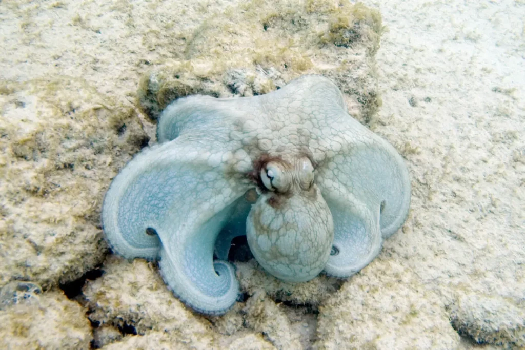 How Octopuses Became the Ocean’s Smartest Invertebrates — 25 Problem-Solving Abilities