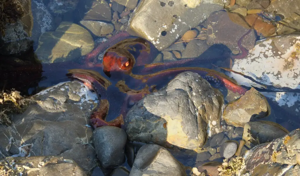 How Octopuses Became the Ocean’s Smartest Invertebrates — 25 Problem-Solving Abilities