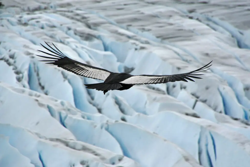 The Quantum Spies: How Birds Use Physics That Einstein Called ‘Spooky’