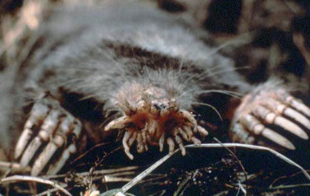 15 Animals That Evolved in the Weirdest Ways