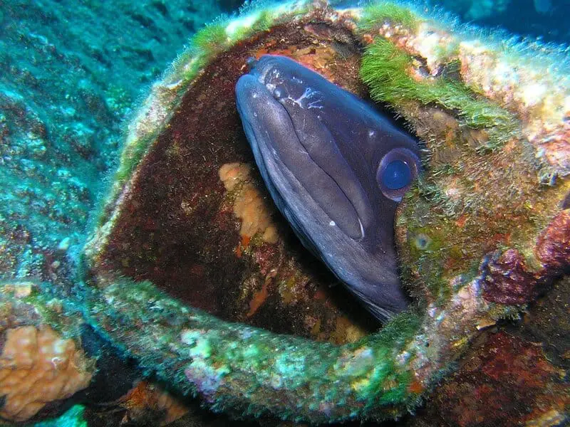 Top 15 Weirdest Things Scientists Have Ever Found Inside the Human Body