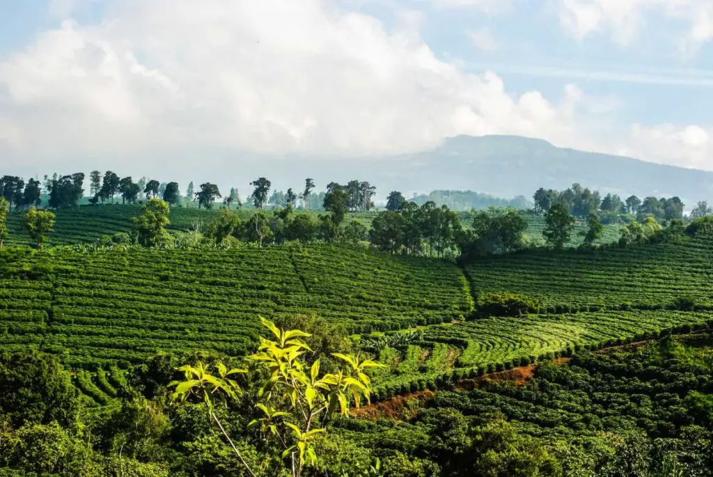 Carbon-Neutral Adventures: How Costa Rica’s Eco-Lodges Are Redefining Responsible Travel