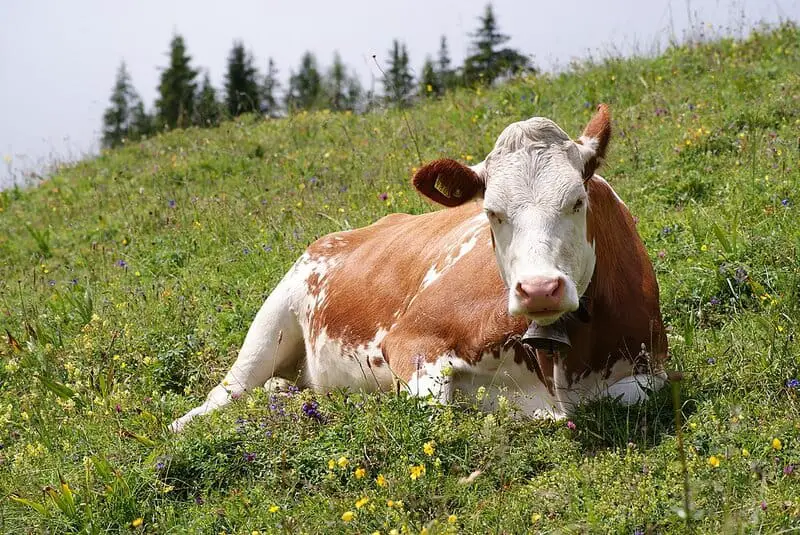 15 Times Nature Defied Science