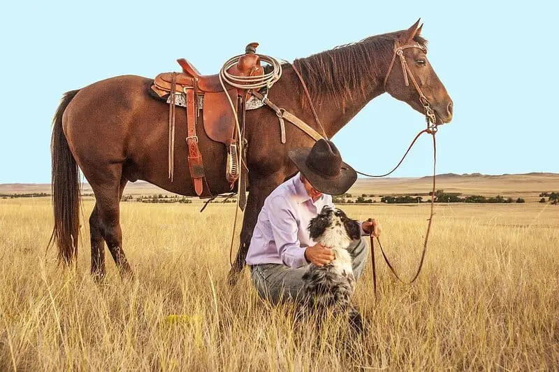 Scientists Decode Horse Facial Expressions to Better Understand Their Emotions