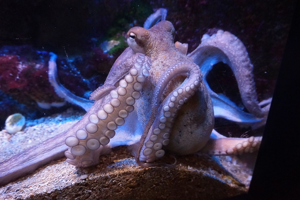 How Octopuses Became the Ocean’s Smartest Invertebrates — 25 Problem-Solving Abilities