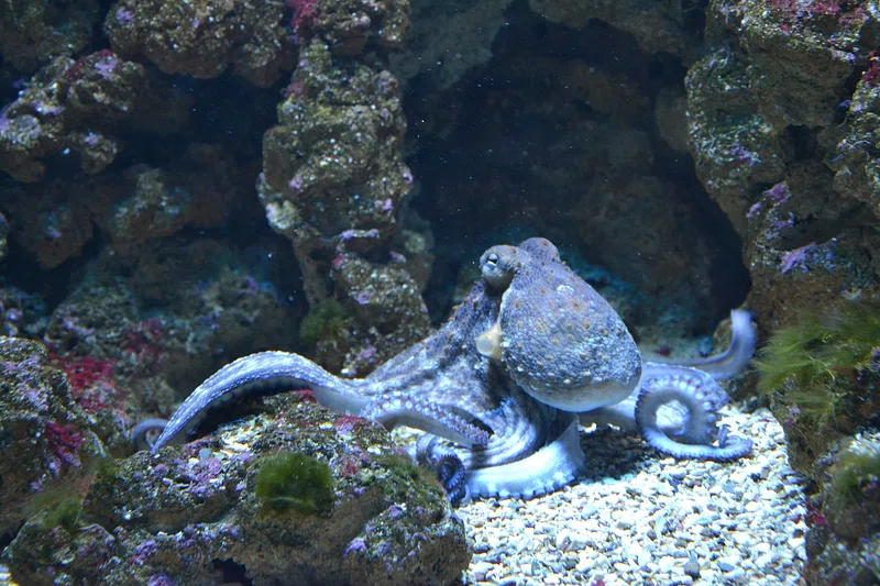 How Octopuses Became the Ocean’s Smartest Invertebrates — 25 Problem-Solving Abilities