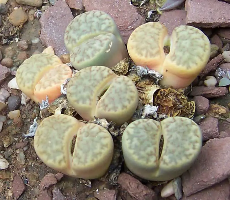 The Shapeshifters: Plants That Become Invisible to Survive