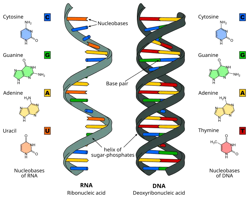 15 Ancient Traits You Still Have From the First Living Cells