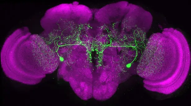 Scientists Map 140,000 Neurons in Fruit Fly Brain – Here’s What It Reveals About Human Memory