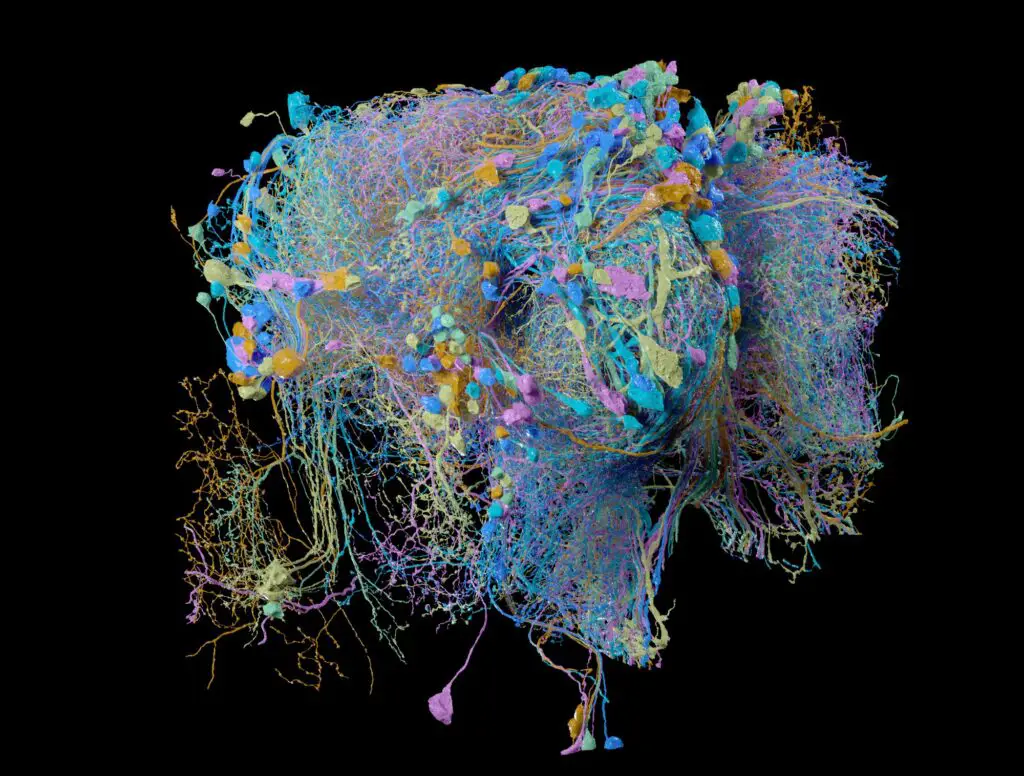 Scientists Map 140,000 Neurons in Fruit Fly Brain – Here’s What It Reveals About Human Memory