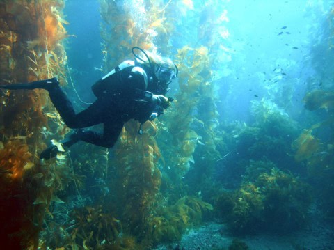 How Seaweed Farming Could Feed the World After Nuclear War