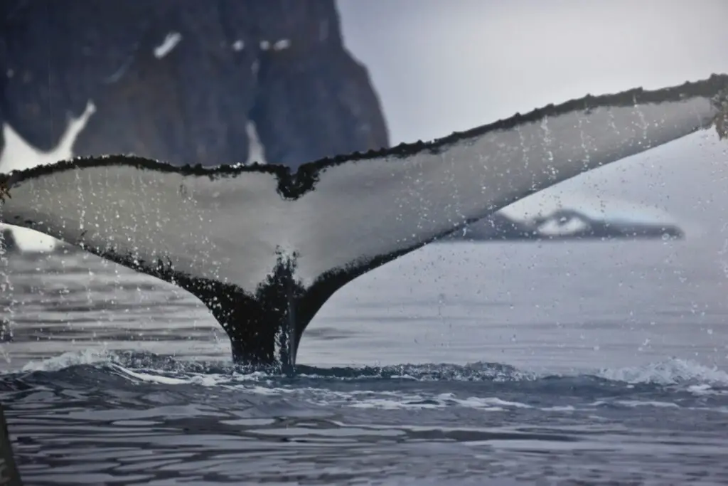 The Ocean’s Missing Sound: Why Whales Can’t Hear Each Other Anymore