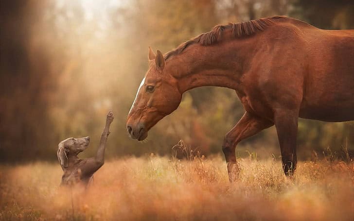 Scientists Decode Horse Facial Expressions to Better Understand Their Emotions