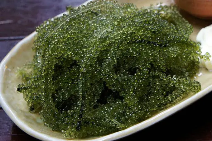 How Seaweed Farming Could Feed the World After Nuclear War