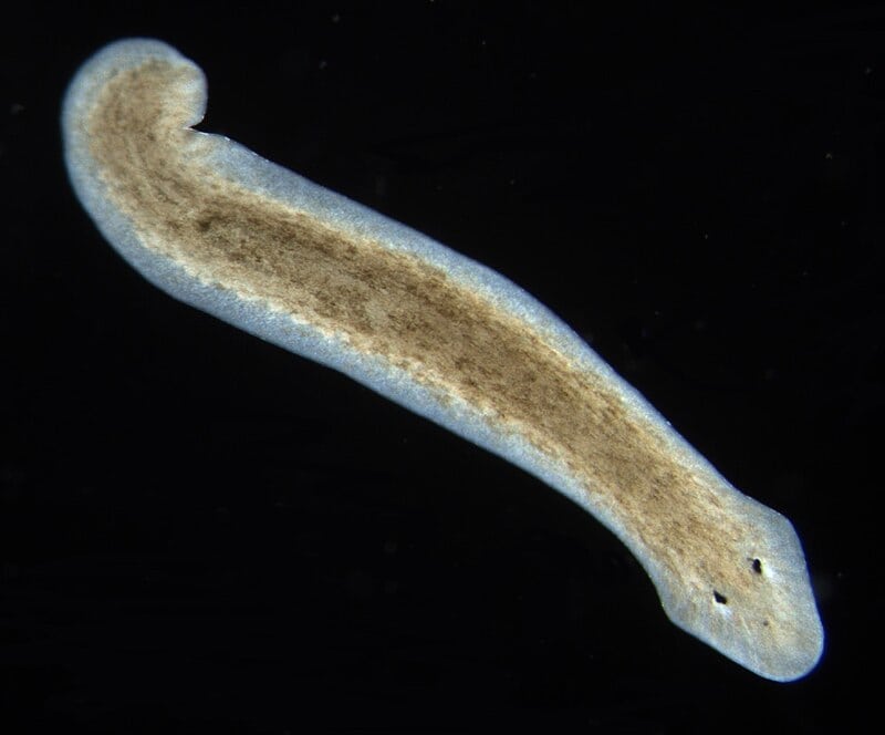 15 Times Nature Defied Science