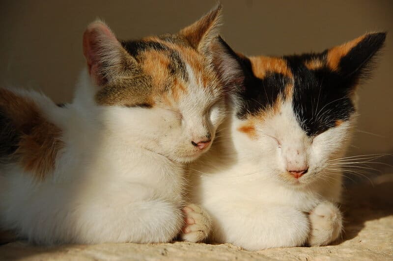 Indoor vs. Outdoor Cats: 23 Things to Know Before You Make a Decision