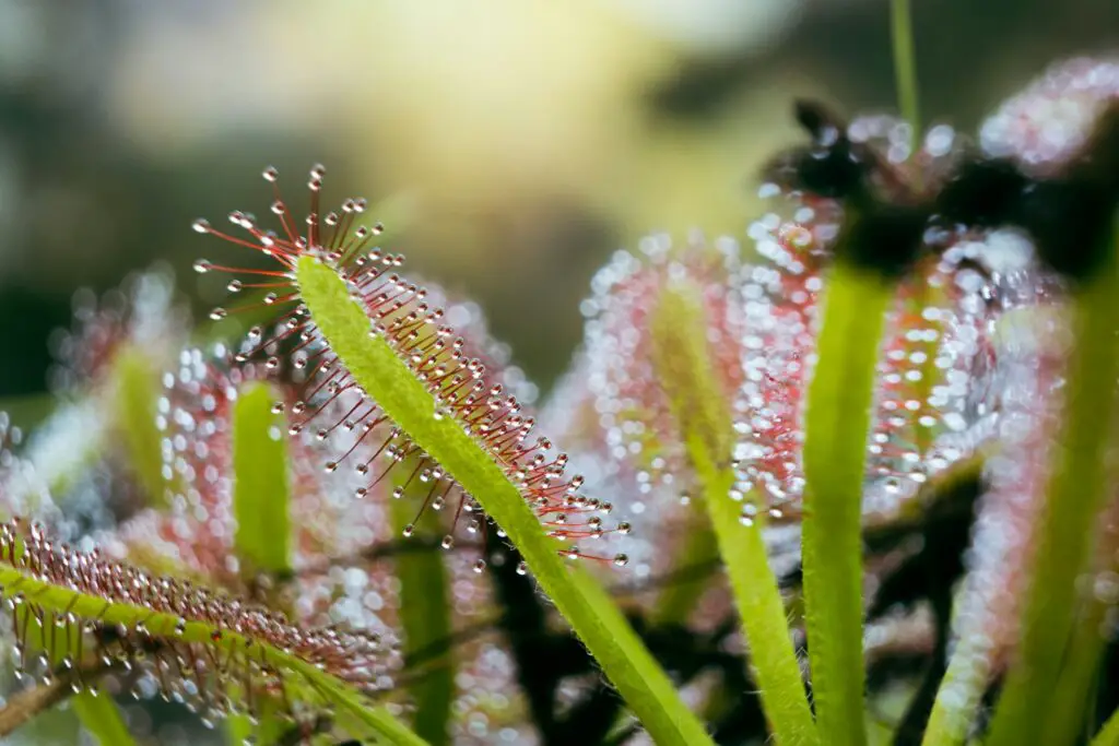 Did You Know Plants Can Do Math? These Species Can Actually Count and Remember Numbers