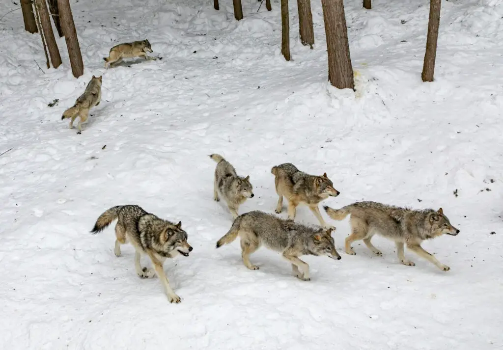 What Happens When You Remove the Alpha: 24 Shocking Pack Dynamics Scientists Discovered
