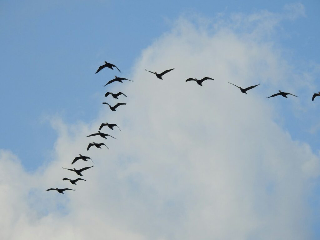 The Quantum Spies: How Birds Use Physics That Einstein Called ‘Spooky’