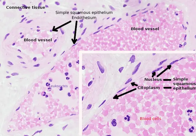 How Long Do Human Cells Actually Live? Your Body Replaces Itself Constantly