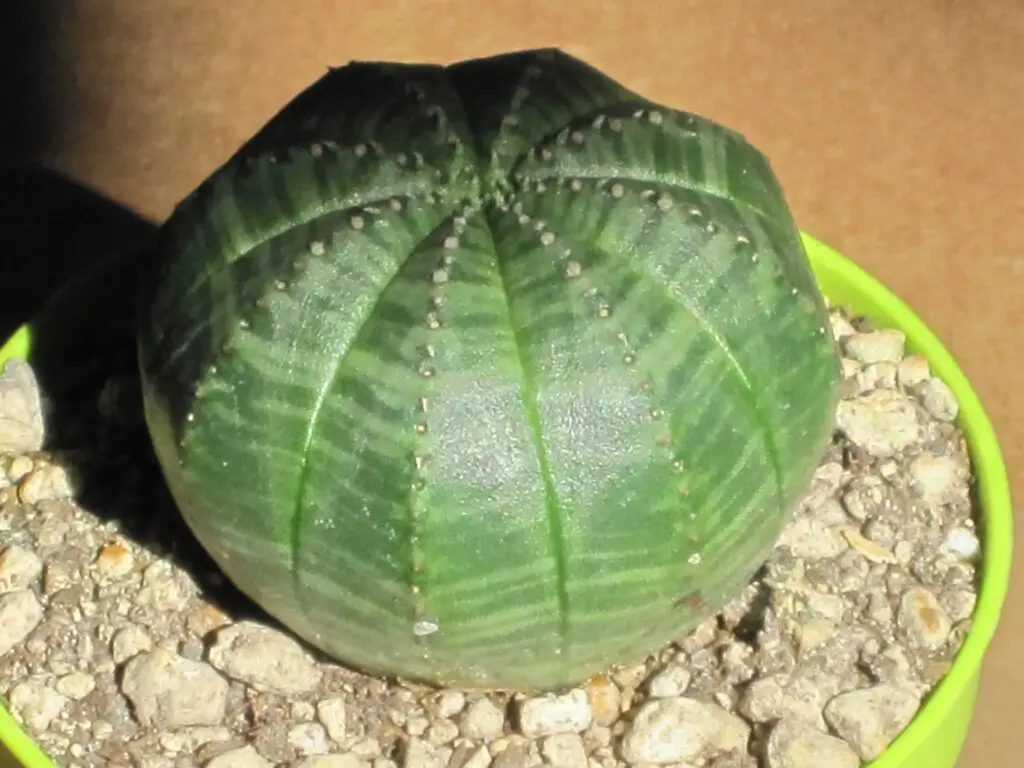 The Shapeshifters: Plants That Become Invisible to Survive