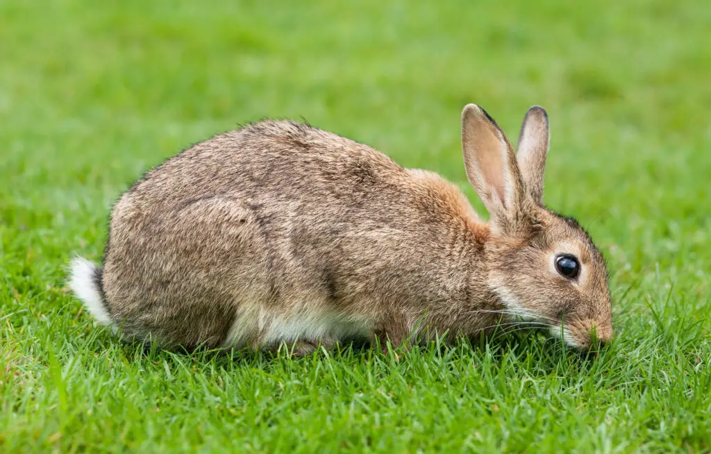 The Great Escape Artists: Animals That Fake Death Better Than Any Actor