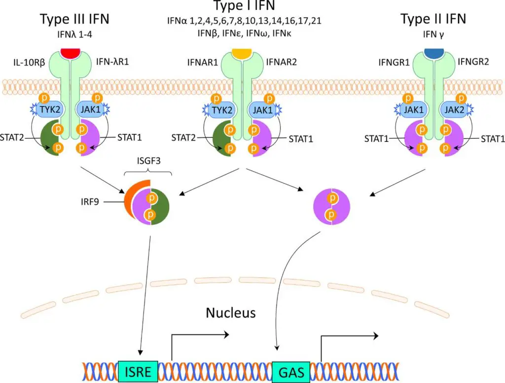 Northwestern Scientists Find the ‘Off Switch’ for Lupus Hidden in Human DNA
