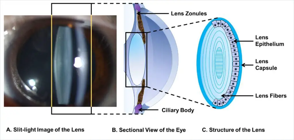 These Contact Lenses Let You See in Complete Darkness (And Work 60x Better With Eyes Shut)