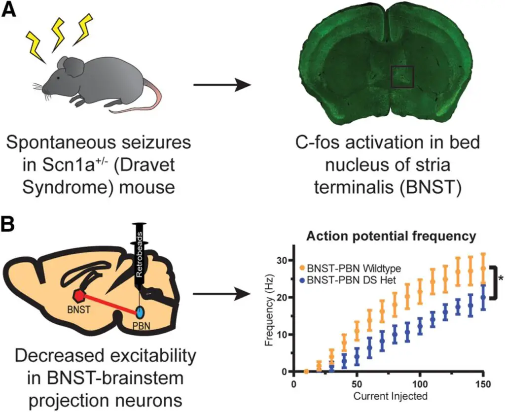 Mice’s Jaw-Dropping Instinct to Save Buddies from the Brink – Nature’s Paramedics?