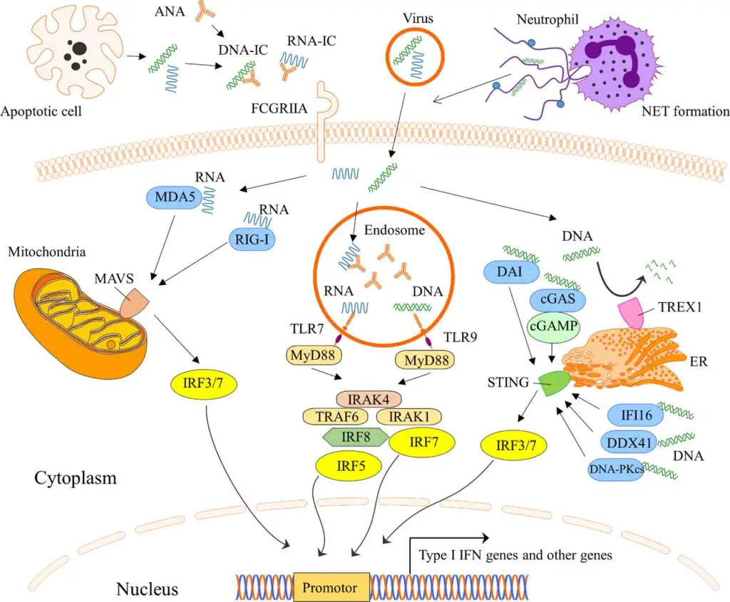 Why Some People Never Get Sick—The Genetic Lottery That Creates Super Immune Systems