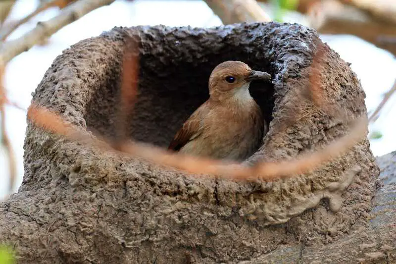 30 Animals Whose Building Skills Rival Human Engineers