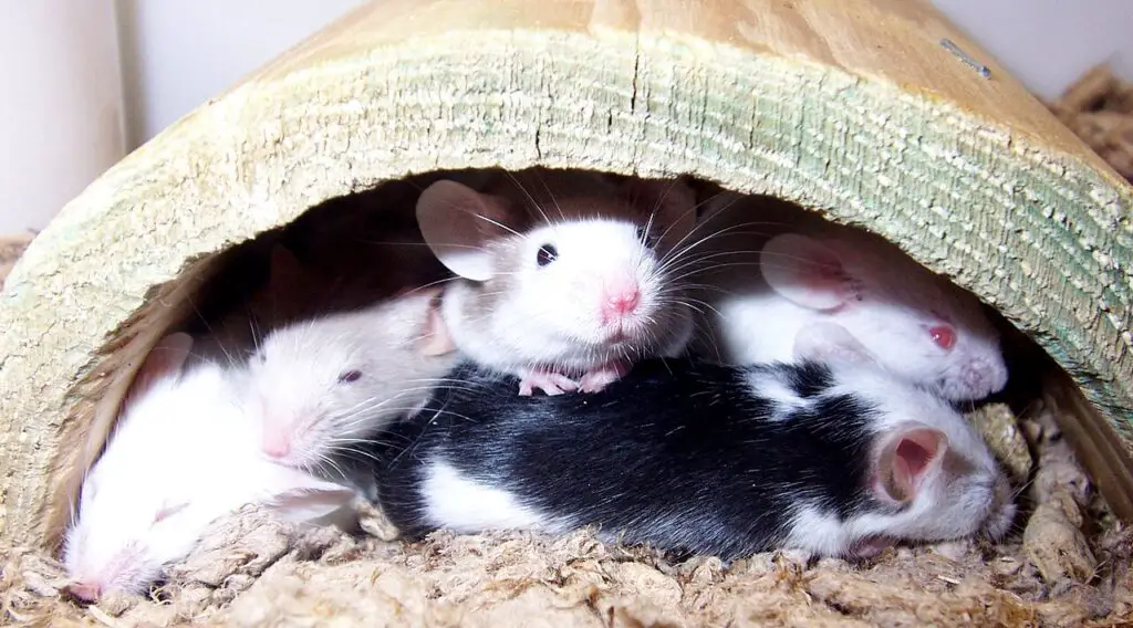 15 Bizarre Things That Happened When Science Mixed Species