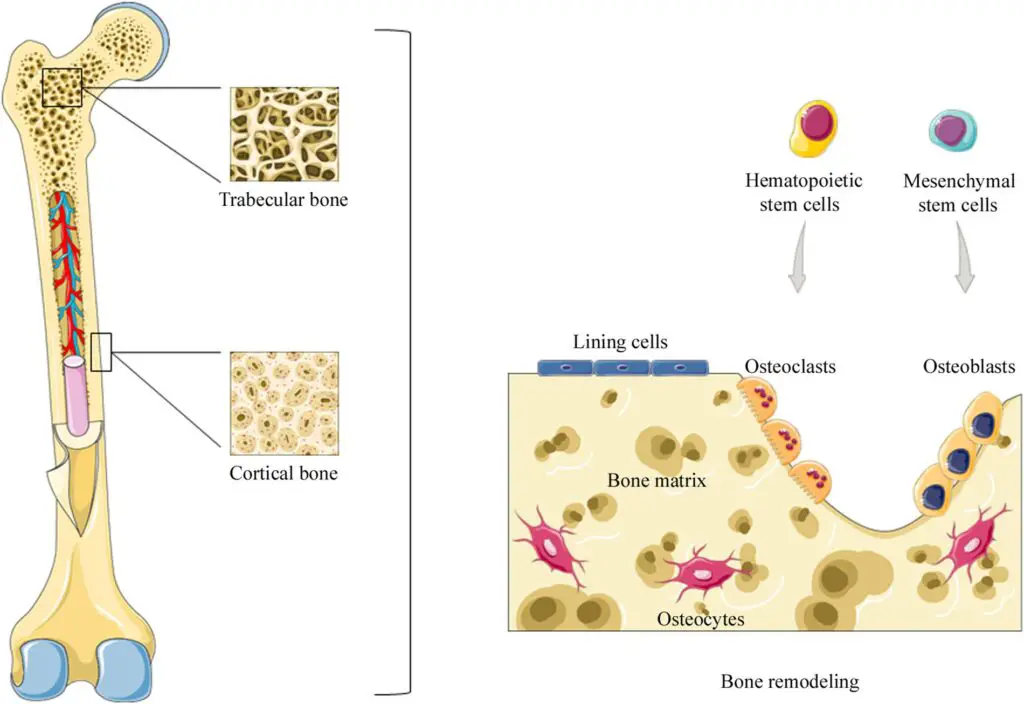 How Long Do Human Cells Actually Live? Your Body Replaces Itself Constantly
