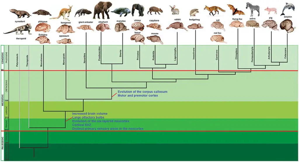 The 289-Million-Year-Old Skin That Rewrites Evolution History