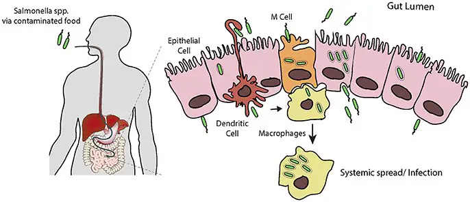 The Virus Living in Your Body Right Now That’s Actually Keeping You Alive