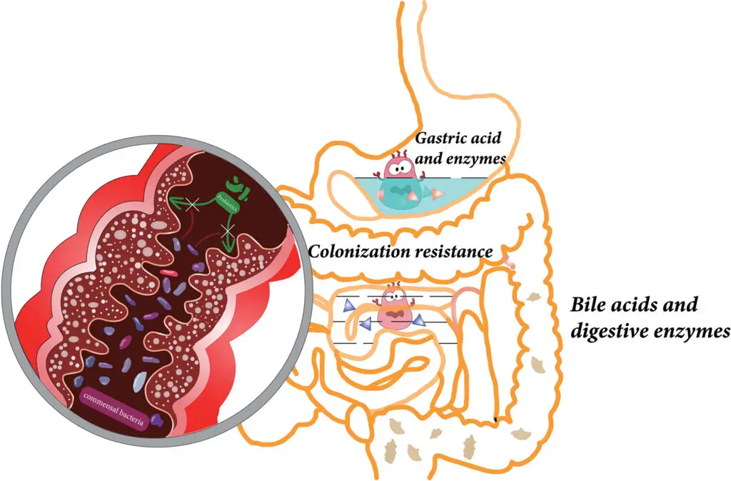 The Virus Living in Your Body Right Now That’s Actually Keeping You Alive