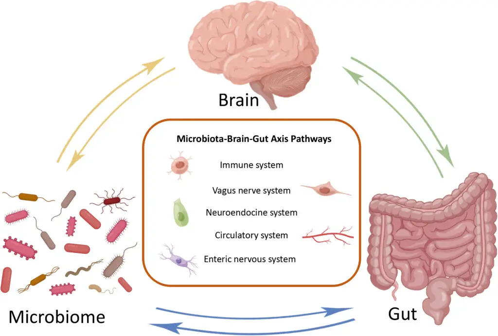 Your Gut Bacteria Might Be Controlling Your Depression – New Research Find
