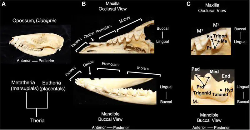Massive Extinct Salamander With Vice-Like Jaws Found in Tennessee Fossil