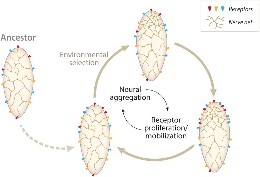 Scientists Map 140,000 Neurons in Fruit Fly Brain – Here’s What It Reveals About Human Memory